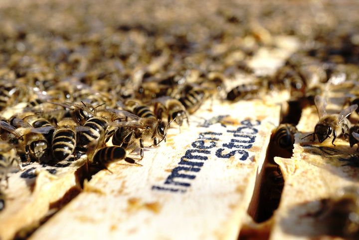 Jahresende bei Bienen und Schülern